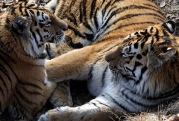 В Приморье пару спасенных тигров готовятся выпустить в тайгу