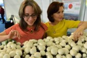 Бери грибы: россиянам разрешат заработать на «дарах леса»