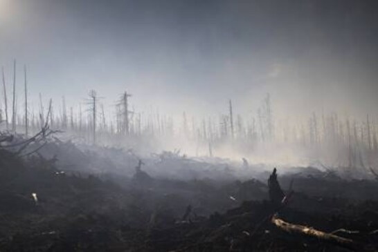На Дальнем Востоке отметили рост площади лесных пожаров