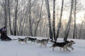 На Чукотке стартует гонка на собачьих упряжках на 650 километров