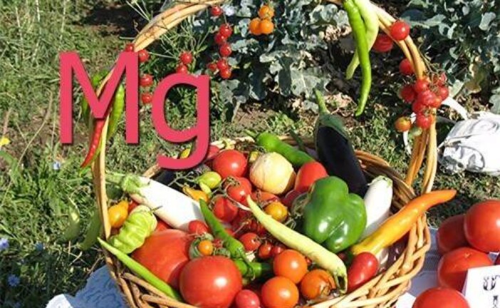 Нехватка магния? Вам помогут эти 4 продукта