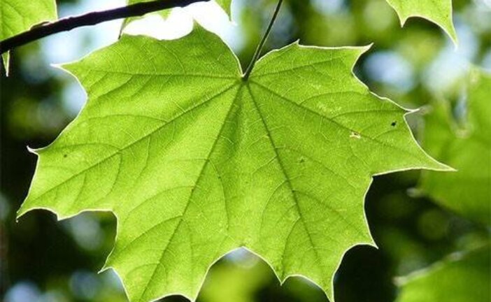 Кленовый экстракт может сдерживать старение кожи