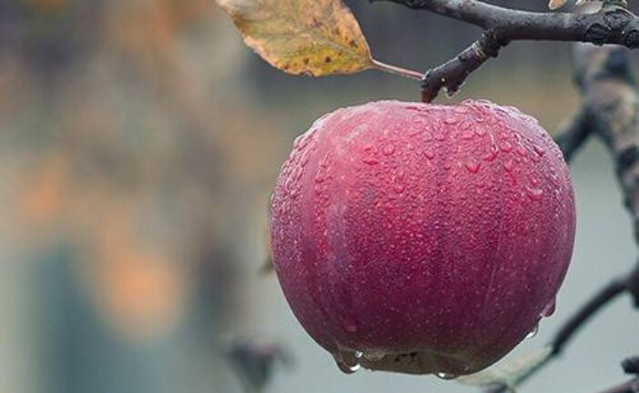 То как мы питаемся, действительно влияет на то, как мы мыслим
